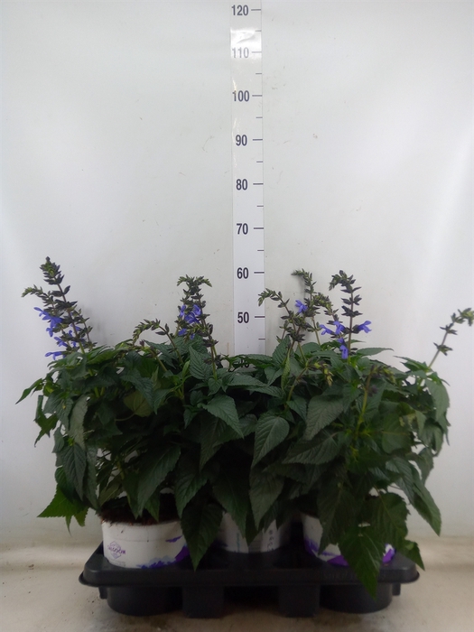 <h4>Salvia  'Salgoon Lake Como'</h4>