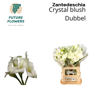 Zant Crystal Blush Double