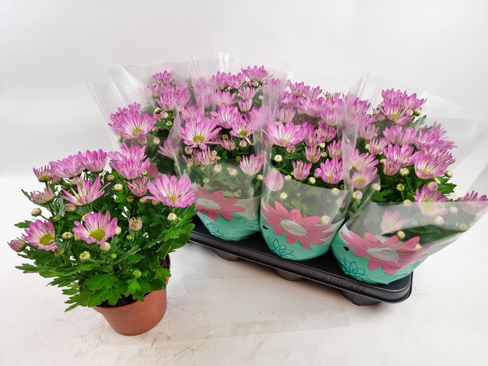 <h4>CHRYS RAINB ROSY</h4>