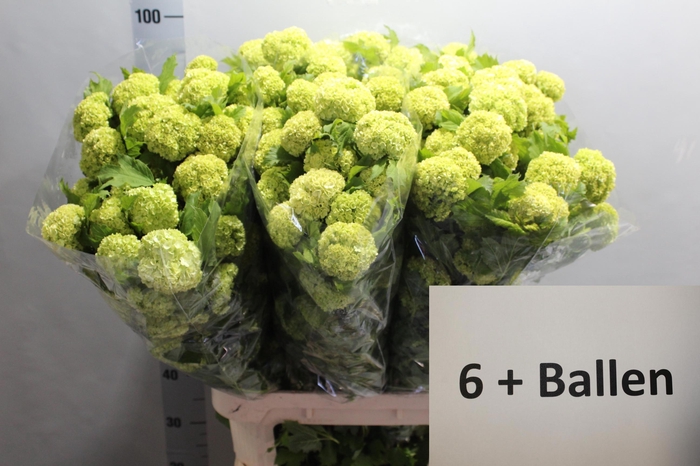 <h4>VIBURNUM ROSEUM ST</h4>