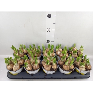 Narcissus  'Tete a tete'