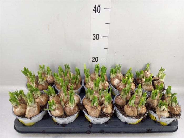 <h4>Narcissus 'Tete a tete'</h4>