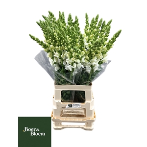 ANTIR POTO EARL WHIT