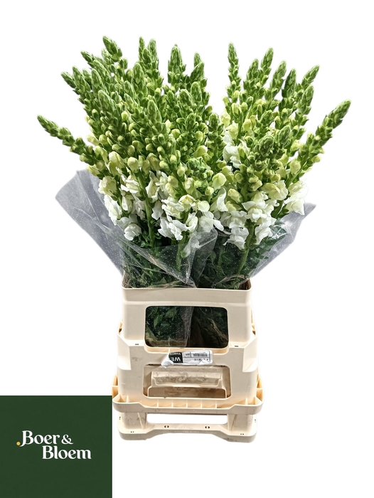 <h4>ANTIR POTO EARL WHIT</h4>