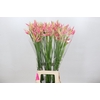 Nerine Flugel