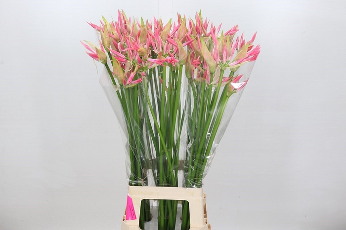 Nerine Flugel