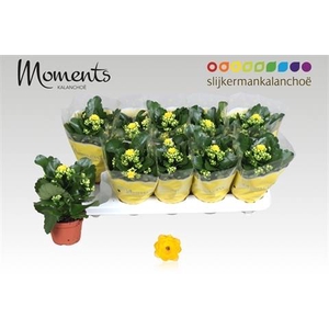 KALAN CALAN YELLOW SFINX