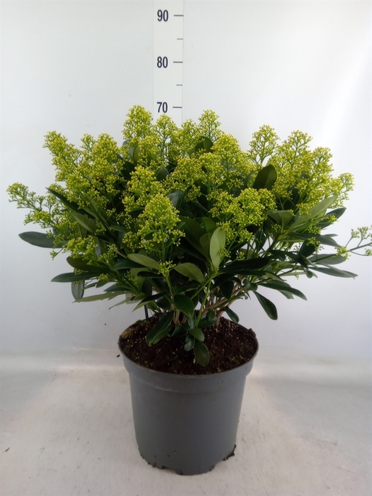 <h4>Skimmia jap. 'Finchy'</h4>