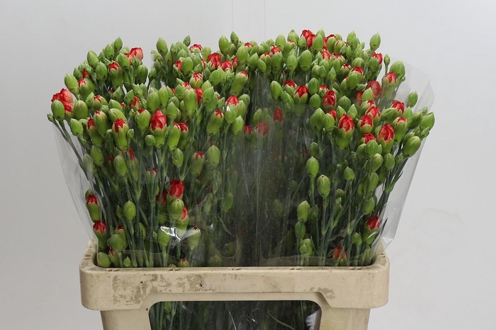 <h4>Dianthus Sp Lander</h4>