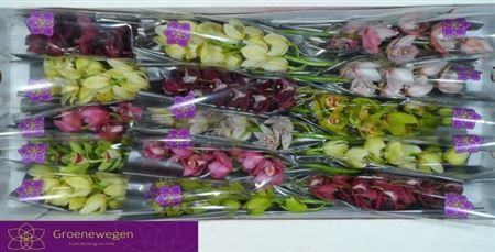 <h4>Cymb Mi Gem</h4>