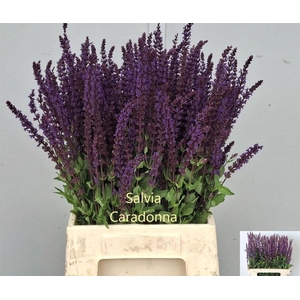 Salvia Nem Caradonna