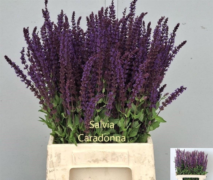 <h4>Salvia Nem Caradonna</h4>