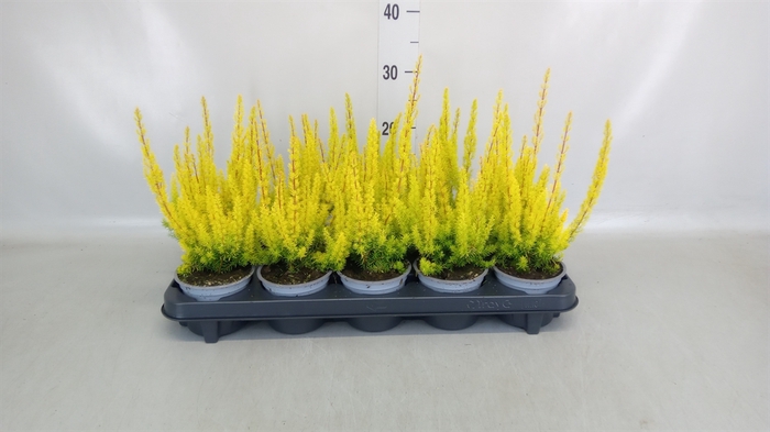 <h4>Erica arborea 'Albe'</h4>