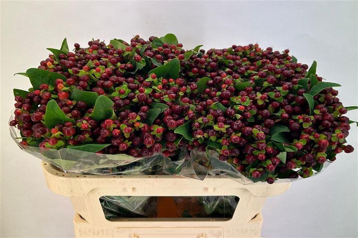 <h4>Hyp Mag Cherry</h4>