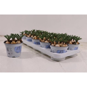 Muscari Armeniacum 12Ø 15cm