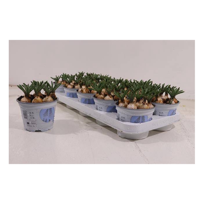<h4>Muscari Armeniacum 12Ø 15cm</h4>
