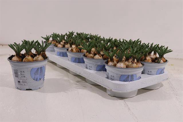 Muscari Armeniacum 12Ø 15cm