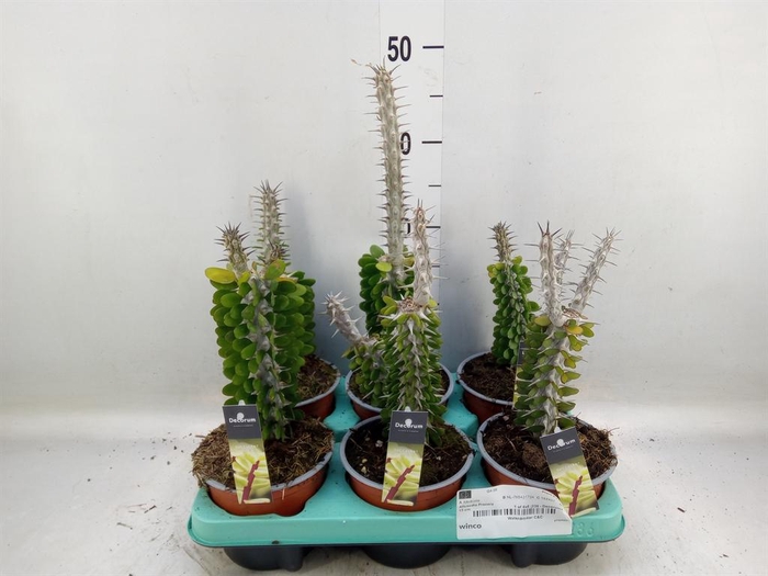 <h4>Succulents   ...</h4>