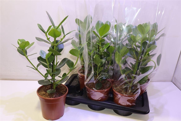 <h4>Clu Ro Princess</h4>