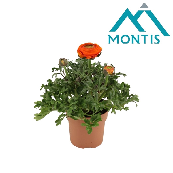 <h4>Ranunculus Sprinkles Orange 10,5 cm</h4>