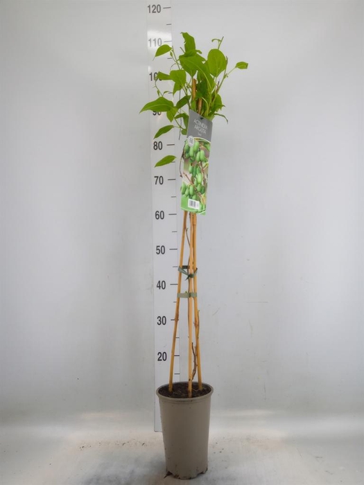 <h4>Actinidia arguta</h4>