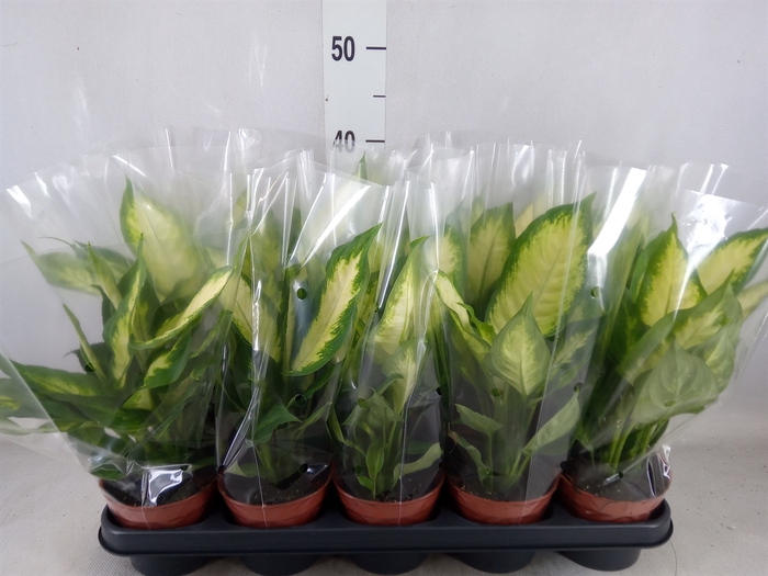 <h4>Dieffenbachia  'Camilla'</h4>