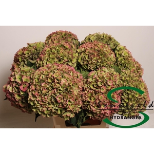 HYDR M ROY PARADE CL