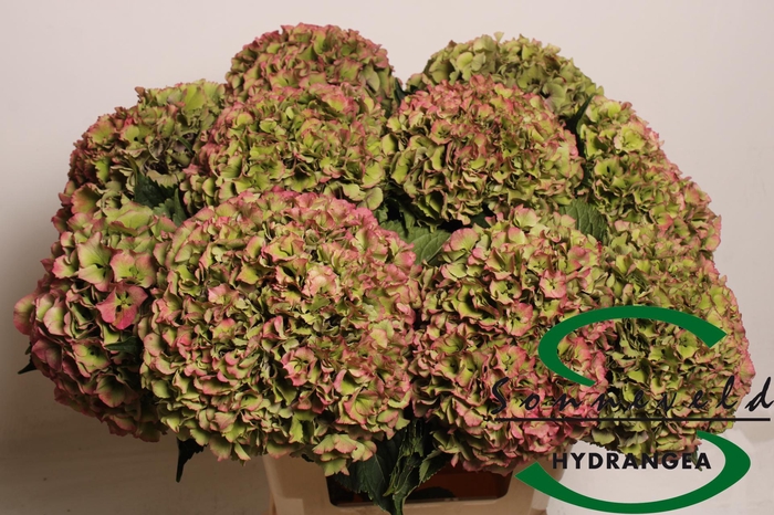 <h4>HYDR M ROY PARADE CL</h4>