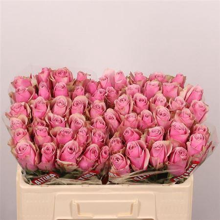 <h4>R Gr Athena Royale</h4>