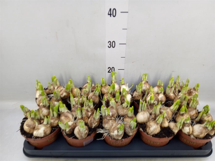 <h4>Narcissus 'Tete a tete'</h4>