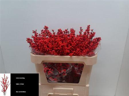 <h4>Ilex Ve Rode Bes</h4>