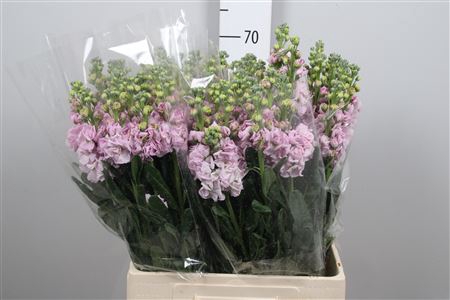 <h4>Matthiola Iron Cherry Blossom</h4>