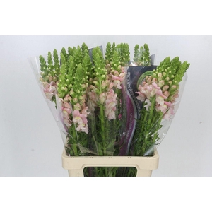 ANTIR POTOMAC EARLY PINK