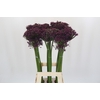 Allium Cherry