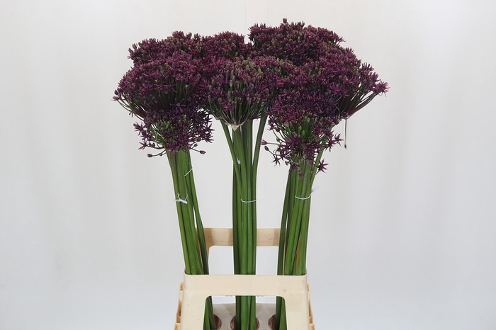 Allium Cherry