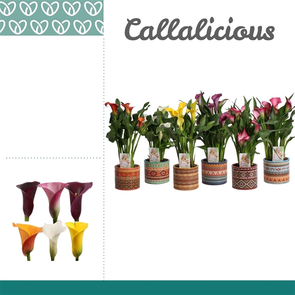 <h4>Zantedeschia Mix in Ompot Africa</h4>