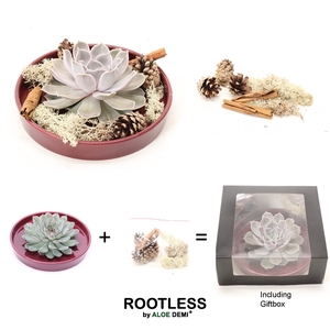 ROOTLESS Echeveria DIY autumn, burgundy red bowl