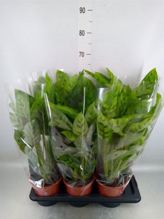 <h4>Calathea leopardina</h4>