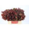 Leucadendron Blush Spray