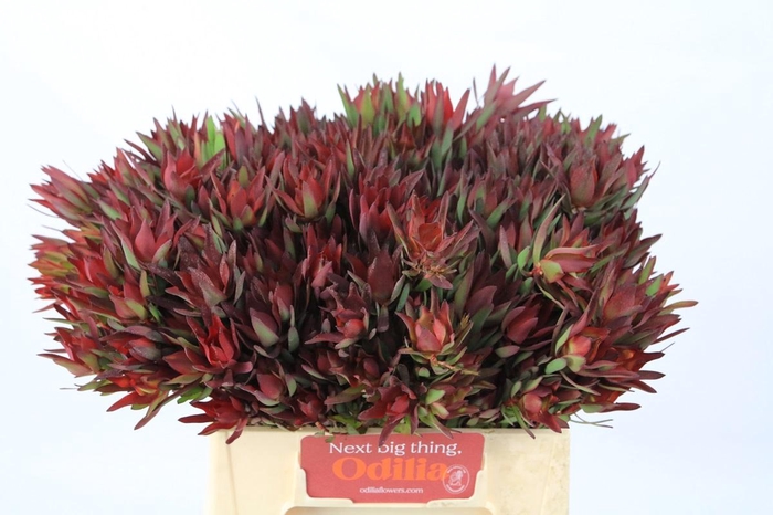 Leucadendron Blush Spray