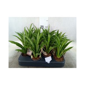 Sansevieria cyl.  ...