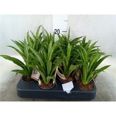<h4>Sansevieria cyl.  ...</h4>