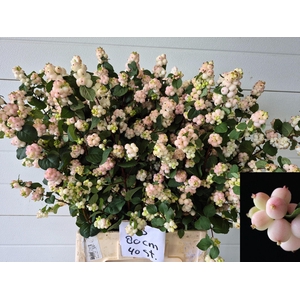 Symphoricarpos (Pink) Magical Autumn Blush