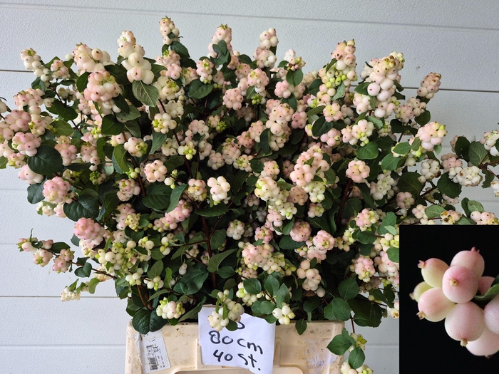 <h4>Symphoricarpos (Pink) Magical Autumn Blush</h4>