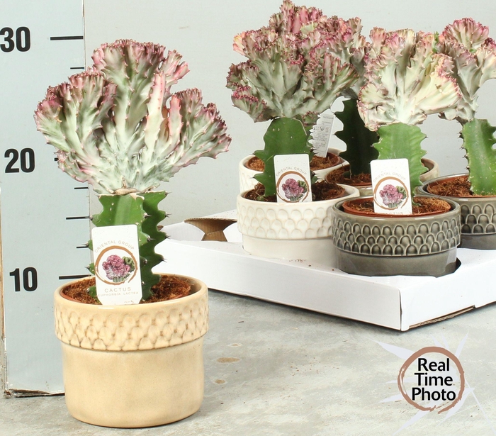 <h4>EUPHOR LAC CRISTATA</h4>