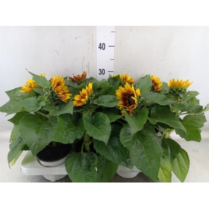 Helianthus an. 'Tiger Eye'