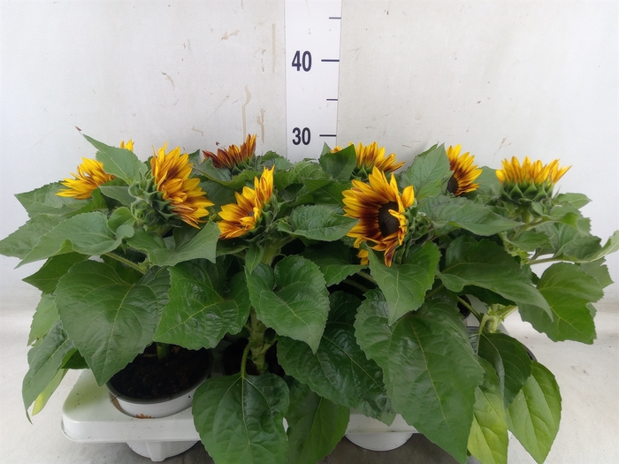 <h4>Helianthus an. 'Tiger Eye'</h4>