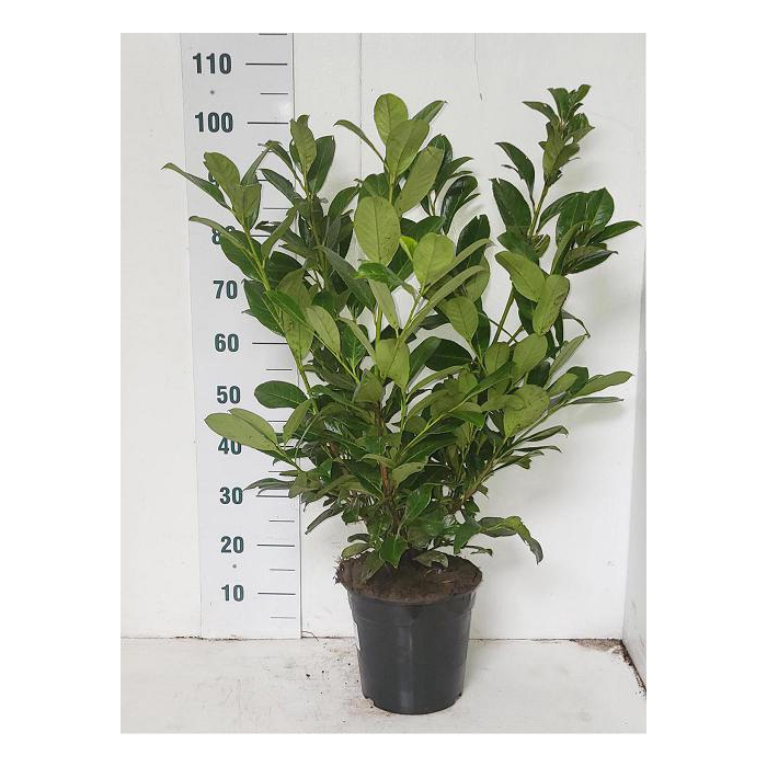 <h4>Prunus laurocerasus Rotundifolia 24Ø 100cm</h4>