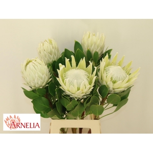 PROTEA CY AYOBA A IC