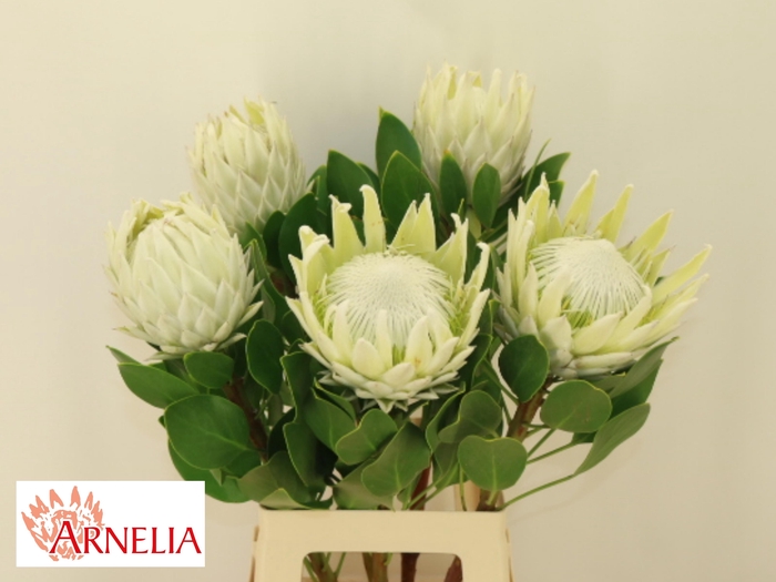 <h4>PROTEA CY AYOBA A IC</h4>